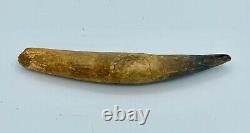Spinosaurus 5 7/8 Huge Tooth Dinosaur Fossil before T Rex Cretaceous S211