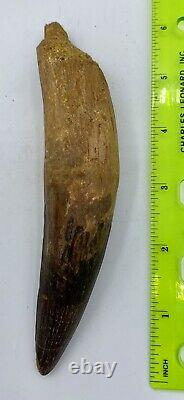 Spinosaurus 5 7/8 Tooth Dinosaur Fossil before T Rex Cretaceous S100