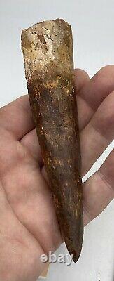 Spinosaurus 5 Tooth Dinosaur Fossil before T Rex Cretaceous AB61