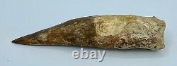 Spinosaurus 6 1/2 Huge Tooth Dinosaur Fossil before T Rex Cretaceous S230