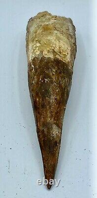 Spinosaurus 6 1/2 Huge Tooth Dinosaur Fossil before T Rex Cretaceous S230