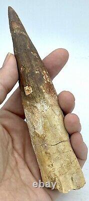 Spinosaurus 6 1/4 Huge Tooth Dinosaur Fossil before T Rex Cretaceous S302
