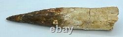 Spinosaurus 6 1/4 Huge Tooth Dinosaur Fossil before T Rex Cretaceous S302