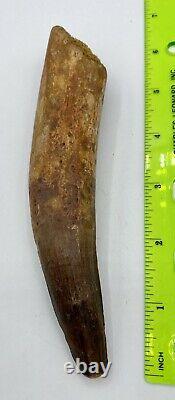 Spinosaurus 6 1/4 Tooth Dinosaur Fossil before T Rex Cretaceous S54