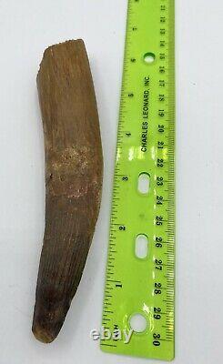 Spinosaurus 6 1/4 Tooth Dinosaur Fossil before T Rex Cretaceous S54