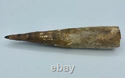 Spinosaurus 7 1/4 Huge Tooth Dinosaur Fossil before T Rex Cretaceous S209