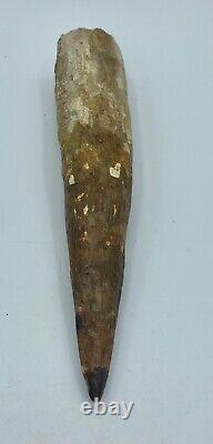 Spinosaurus 7 1/4 Huge Tooth Dinosaur Fossil before T Rex Cretaceous S209