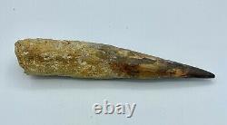 Spinosaurus 7 Huge Tooth Dinosaur Fossil before T Rex Cretaceous S210