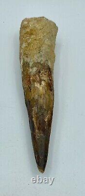 Spinosaurus 7 Huge Tooth Dinosaur Fossil before T Rex Cretaceous S210