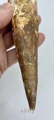 Spinosaurus Tooth 6 3/4 Teeth Dinosaur Fossil before T Rex Cretaceous #80