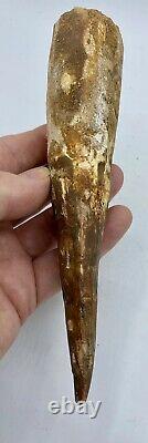 Spinosaurus Tooth 6 3/4 Teeth Dinosaur Fossil before T Rex Cretaceous #80