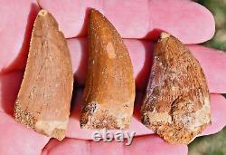 THREE Dinosaur Fossil Teeth, Carcharodontosaurus, from Morocco