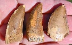 THREE Dinosaur Fossil Teeth, Carcharodontosaurus, from Morocco