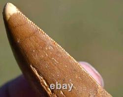 THREE Dinosaur Fossil Teeth, Carcharodontosaurus, from Morocco