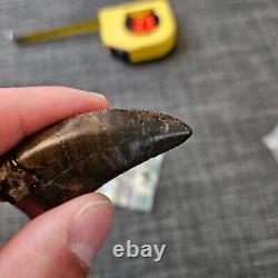 TYRANNOSAURUS REX TREX Fossil Dinosaur Tooth 2 1/4 INCHES