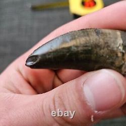 TYRANNOSAURUS REX TREX Fossil Dinosaur Tooth 2 1/4 INCHES