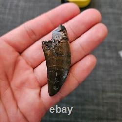 TYRANNOSAURUS REX TREX Fossil Dinosaur Tooth 2 1/4 INCHES