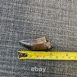 TYRANNOSAURUS REX TREX Fossil Dinosaur Tooth 2 1/4 INCHES