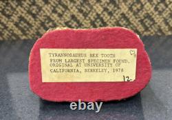 TYRANNOSAURUS REX TREX Fossil Dinosaur Tooth 8.5 INCHES! UC Berkeley 1978