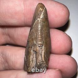 TYRANNOSAURUS REX TREX Partial Dinosaur Fossil Tooth GREAT SERRATIONS 1.48 IN