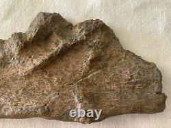 T-Rex Fossil Dinosaur Jaw Section Cretaceous, 66-68 MYO Hell Creek Form, MT
