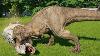 T Rex Max Vs All Carnivore Dinosaurs Jurassic World Evolution