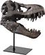 T-Rex Skull Statue Home Office Desktop Shelf Decor Dinosaur Head Sculptures Tyra