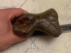 T Rex Toe Bone Adult Dinosaur Fossil Hell Creek 5+ with Possible Pathology