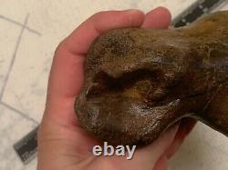 T Rex Toe Bone Adult Dinosaur Fossil Hell Creek 5+ with Possible Pathology