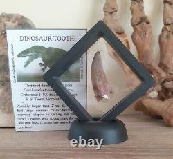 T-Rex type tooth Carcharodontosaurus Dinosaur Tooth Fossil 100% Genuine (40mm)