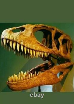 T-Rex type tooth Carcharodontosaurus Dinosaur Tooth Fossil 100% Genuine (40mm)