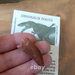 T-Rex type tooth Carcharodontosaurus Dinosaur Tooth Fossil 100% Genuine (41mm)
