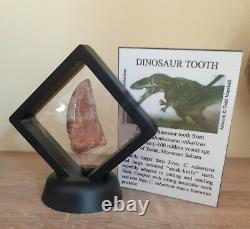 T-Rex type tooth Carcharodontosaurus Dinosaur Tooth Fossil 100% Genuine (45mm)