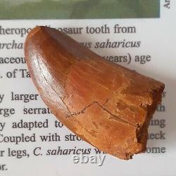 T-Rex type tooth Carcharodontosaurus Dinosaur Tooth Fossil 100% Genuine (47mm)
