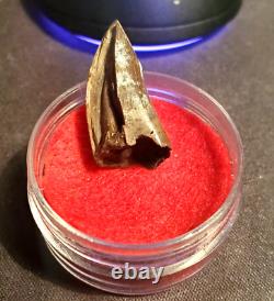 T-rex Tooth Fossil Tyrannosaurus rex Dinosaur Hell Creek