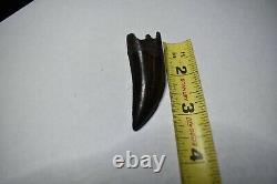 Theropod tooth tyrannosaurid tooth dinosaur tooth t- rex