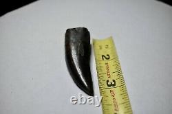 Theropod tooth tyrannosaurid tooth dinosaur tooth t- rex