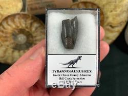 Tyrannosaurus Rex Premax Tooth #01 Hell Creek, Montana, T rex dinosaur fossil