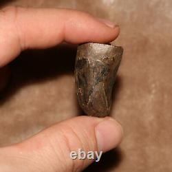 Tyrannosaurus Rex T. Rex Tooth Dinosaur Fossil Hell Creek Formation CRETACEOUS