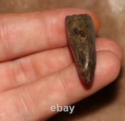 Tyrannosaurus Rex T. Rex Tooth Dinosaur Fossil Hell Creek Formation CRETACEOUS