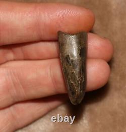 Tyrannosaurus Rex T. Rex Tooth Dinosaur Fossil Hell Creek Formation CRETACEOUS