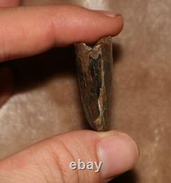 Tyrannosaurus Rex T. Rex Tooth Dinosaur Fossil Hell Creek Formation CRETACEOUS