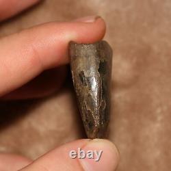 Tyrannosaurus Rex T. Rex Tooth Dinosaur Fossil Hell Creek Formation CRETACEOUS