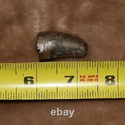 Tyrannosaurus Rex T. Rex Tooth Dinosaur Fossil Hell Creek Formation CRETACEOUS