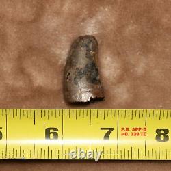 Tyrannosaurus Rex T. Rex Tooth Dinosaur Fossil Hell Creek Formation CRETACEOUS