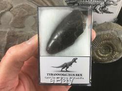 Tyrannosaurus Rex Tooth #02 Montana, Hell Creek Fm, T rex, Dinosaur Fossil