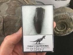 Tyrannosaurus Rex Tooth #04 Montana, Hell Creek Fm, T rex, Dinosaur Fossil