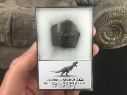 Tyrannosaurus Rex Tooth Chunk #07 Montana, Hell Creek, T rex, Dinosaur Fossil