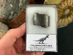 Tyrannosaurus Rex Tooth Chunk #09 Hell Creek, T rex Dinosaur Fossil