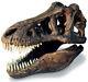 Tyrannosaurus rex Dinosaur T rex Fossil Skull Replica with Stand 13 x 8 x 11